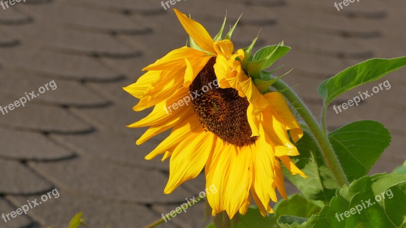 Sunflower Flower Yellow Summer Garden