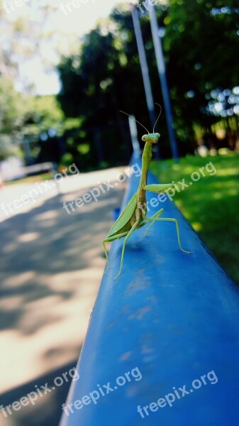 Praise God Nature Green Insect