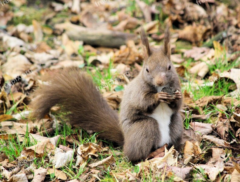 The Squirrel Animal Rodent Brown Food