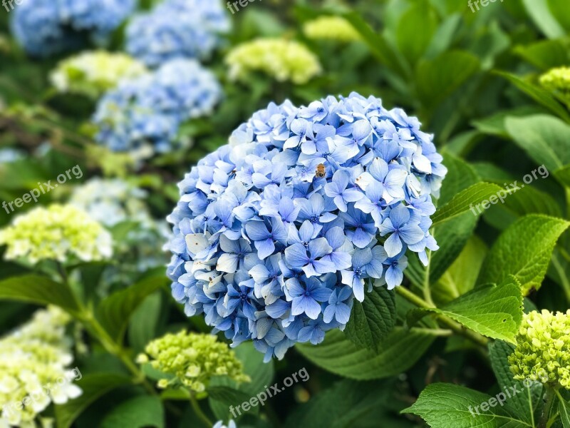 A Hydrangea Flower Jeju Island Hydrangea Festival Jejudo