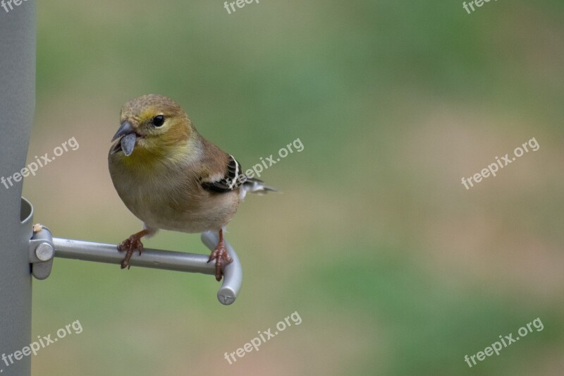 Nature Bird Wildlife Warbler Avian