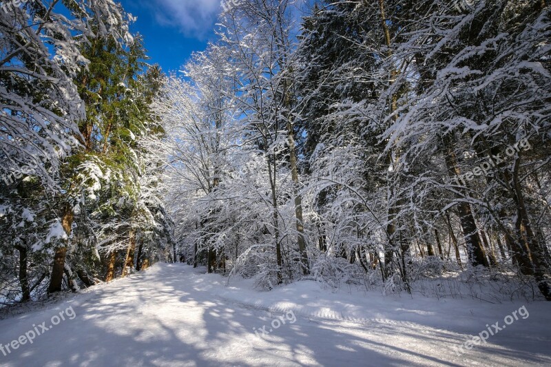 Winter Snow Nature Landscape Wintry