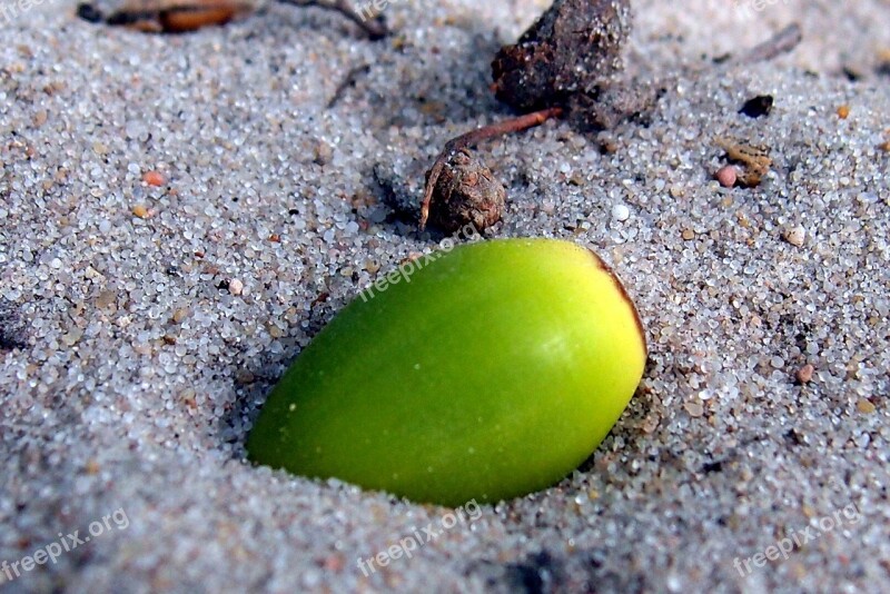 Sand Oak Acorn Nature Tree