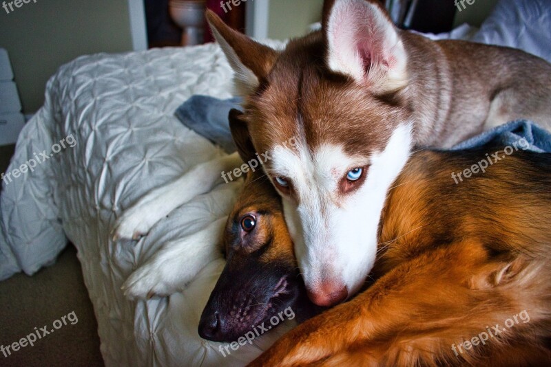 Dogs Husky German Shepherd Siberian Husky Sleepy