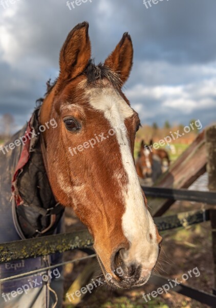 Horse Head Horse Head Portrait Coupling