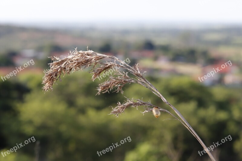 Nature Green Landscape Grass Insect