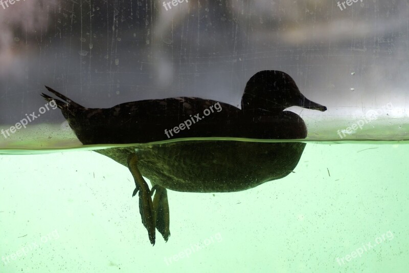 Duck Mallard Underwater Legs Water Bird