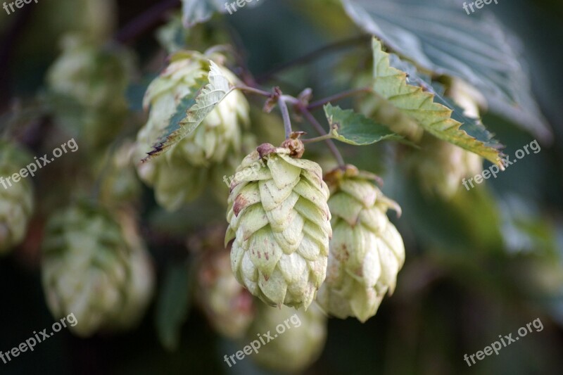 Hops Plant Hops Flower Nature Climber Plant