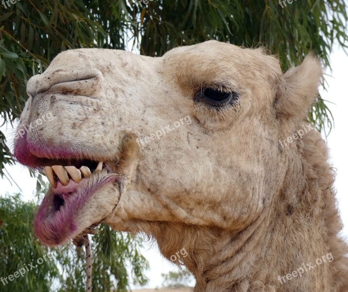 Dromedary Camelus Dromedarius Animal Domestic Ruminant