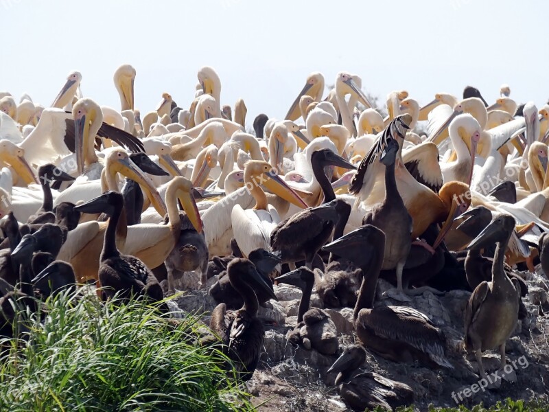 Senegal Pelicans Sanctuary Nursery Breeding