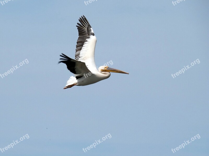 Pelican Flight Pelecanus Pelecanidés Bird