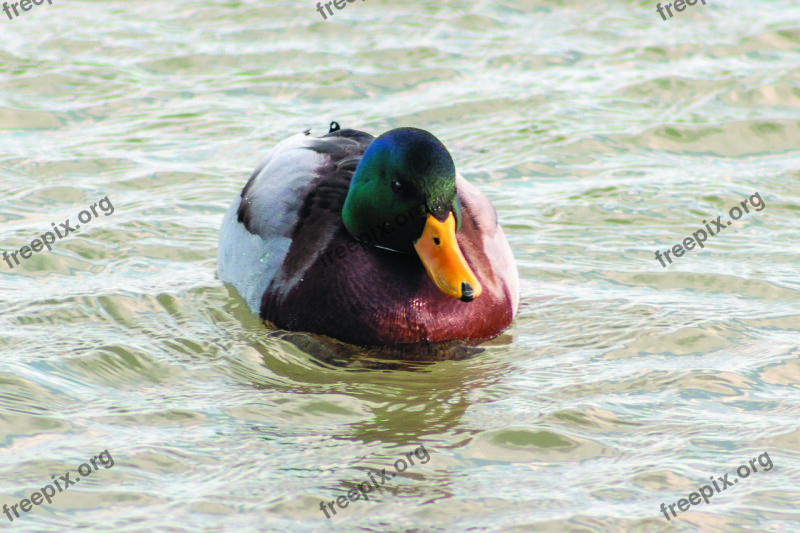 Mallard Duck Teal Duck Bird Wingtip Toys