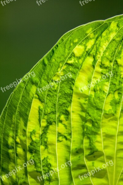 Leaf Leaf Veins Green Nature Leaves