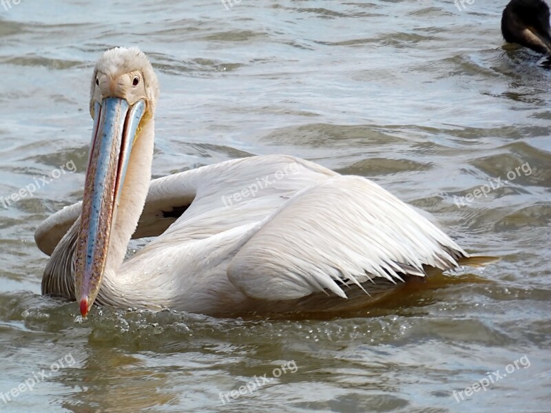 Senegal Djouj Reserve Pelican Bird