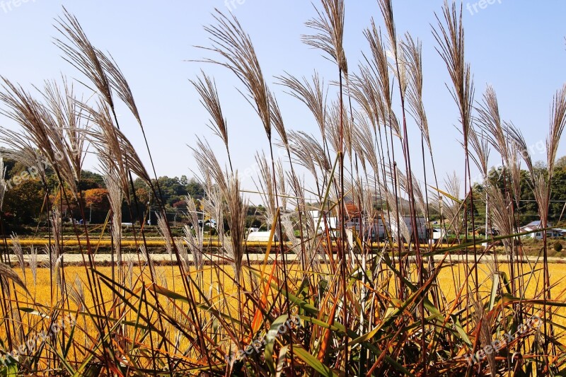 Korea Farm Ch Rice The Korean Countryside Korea Lebanon