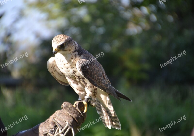 Falcon Raptor Bird Of Prey Animal Bird