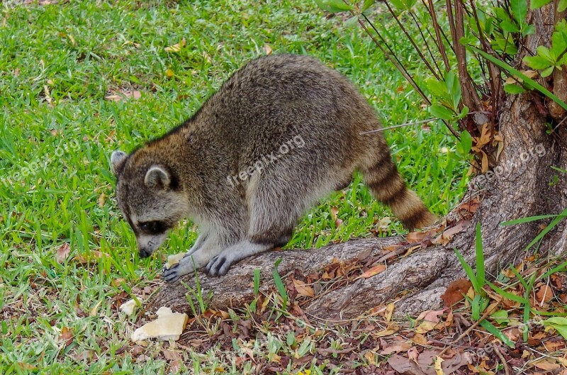 Raccoon Snacking Food Eat Unhealthy