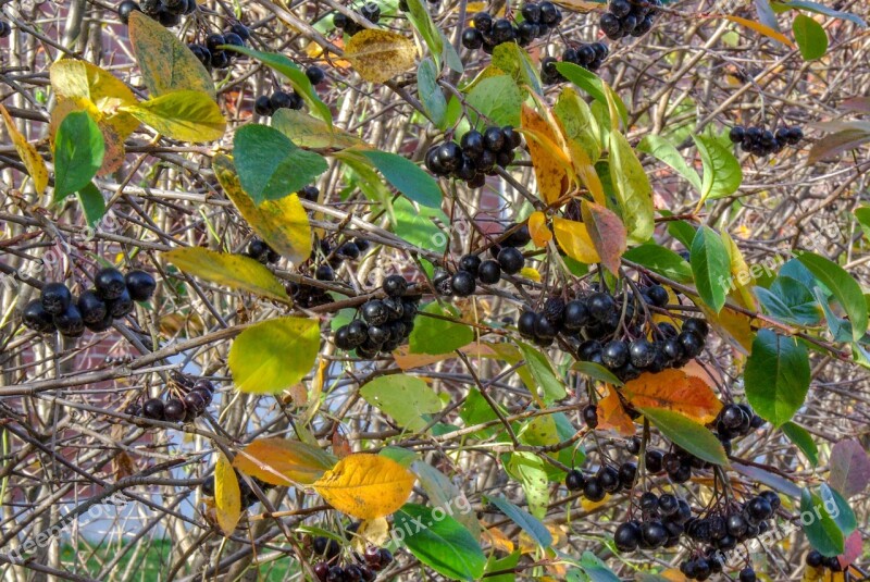 Aronia Berry Autumn Food Vitamins