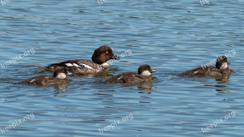 Waterfowl Animal Bird Water Swim