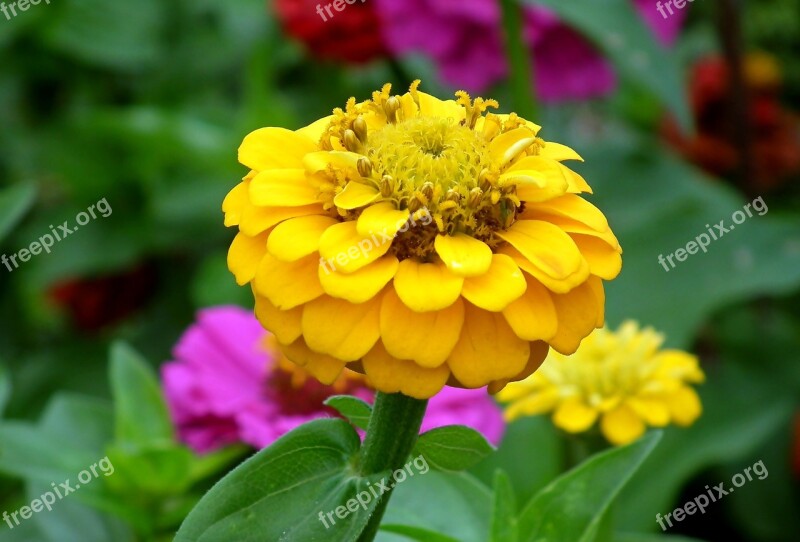 Zinnia Flower Yellow Garden Nature