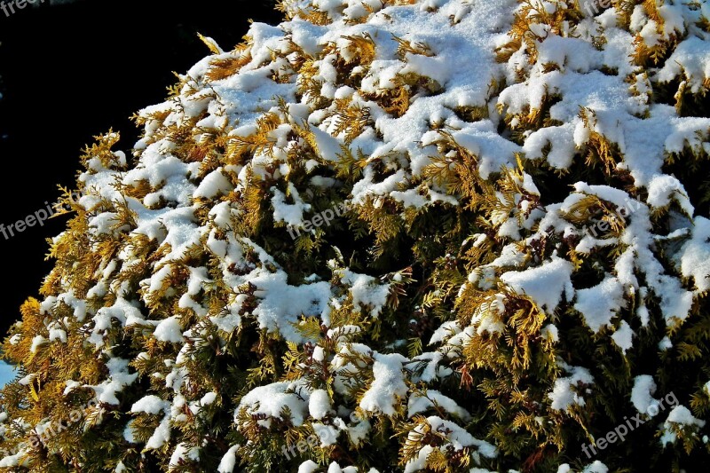 Thuja Golden Bush Winter Snow