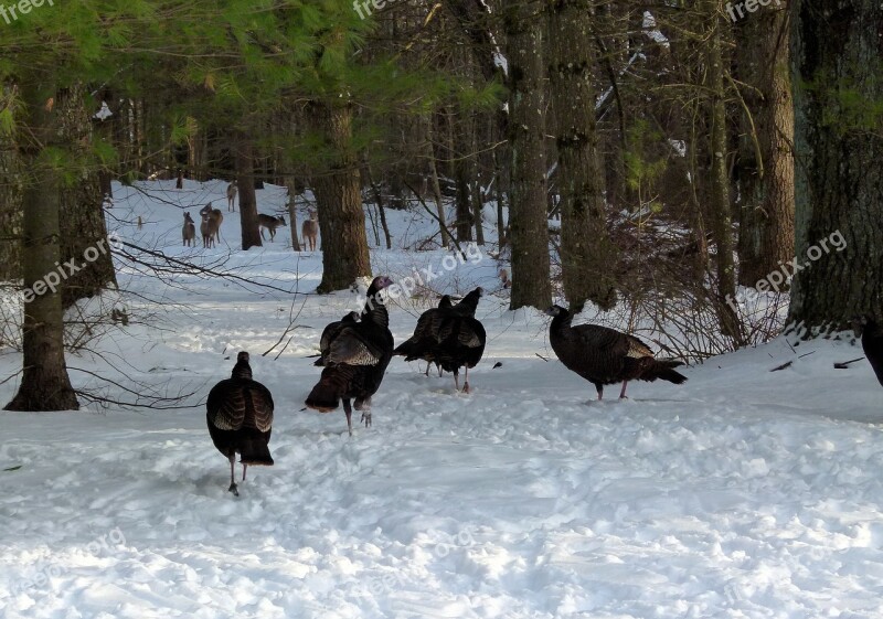 Wild Turkeys Turkeys Deer Wildlife Wild