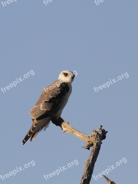 Black-shouldered Kite Raptor Predator Wildlife Kite