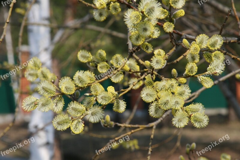 Verba Branch Bloom Flower Free Photos