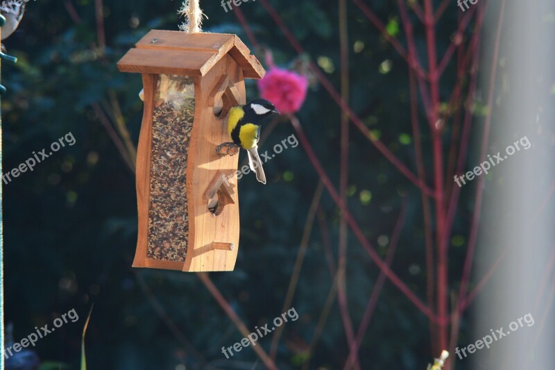 Bird Bird Feeding Tray Garden Tit Chickadee