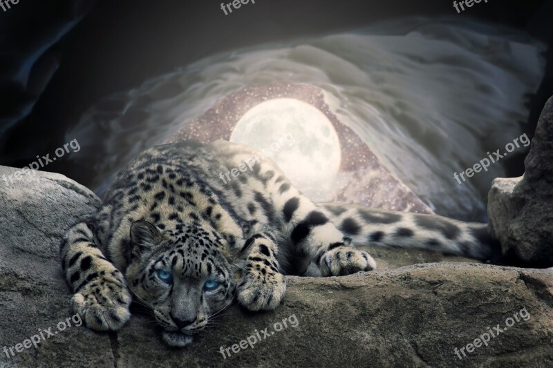 Moon Snow Cave Leopard Photoshop