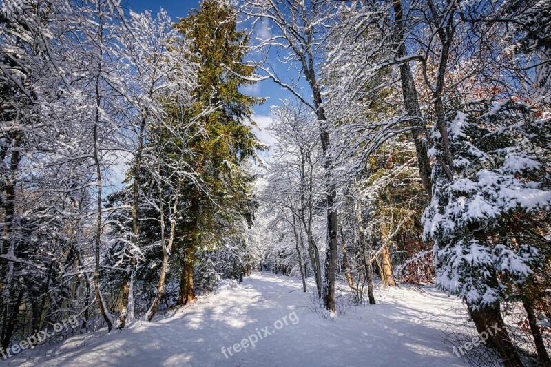 Winter Snow Nature Landscape Wintry