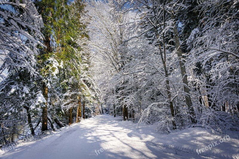 Winter Snow Nature Landscape Wintry