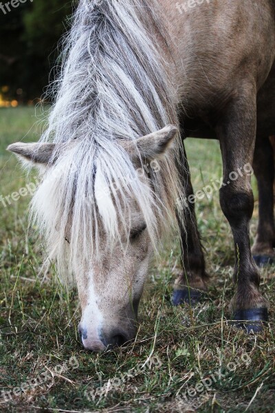 Horse Grass Dining Expensive Natural