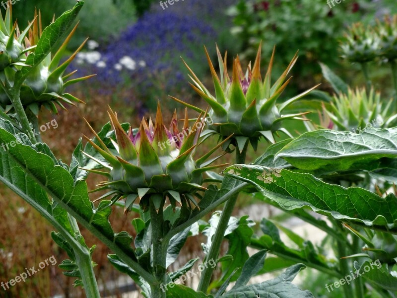 Artichoke Plant Healthy Blossom Bloom