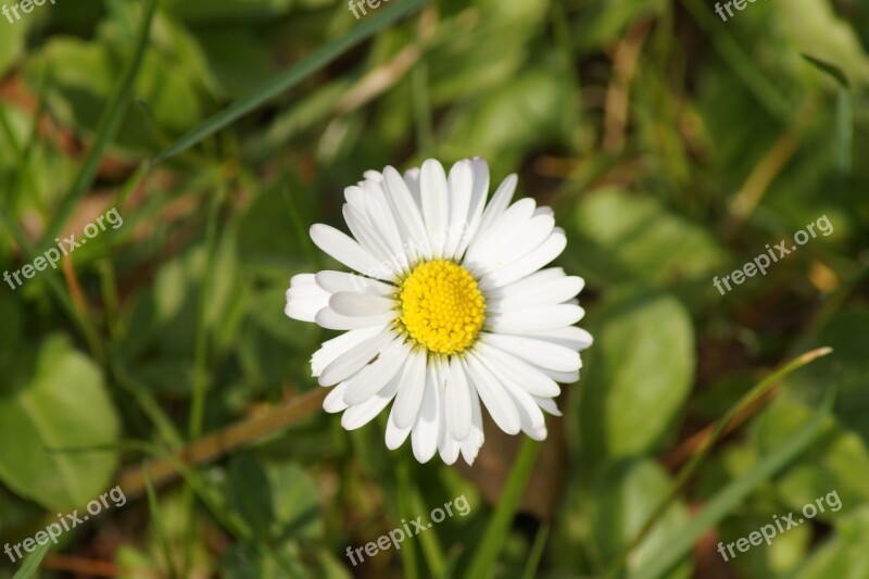 Daisy Flower Spring Summer White