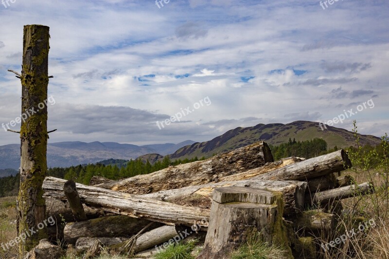 Wood Wooden Tree Logging Log