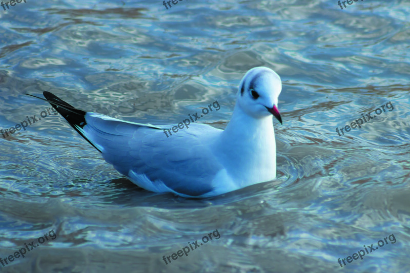 Dankasirály Seagull Bird Birds Flight