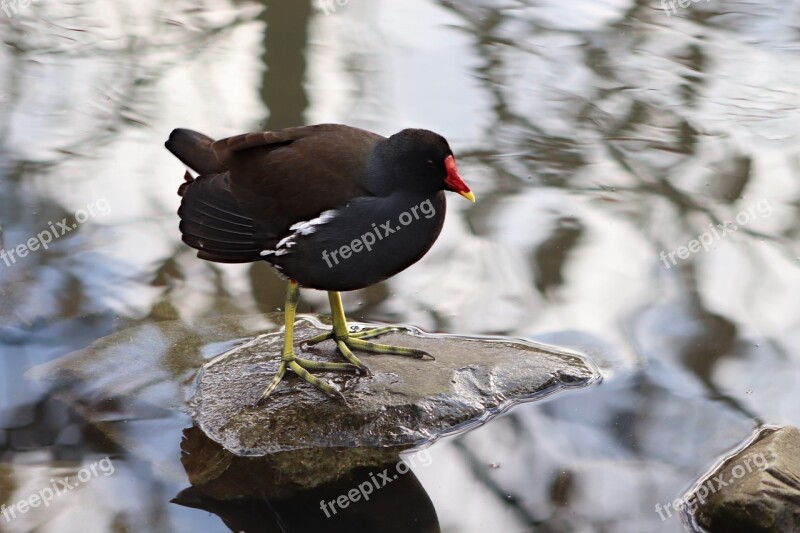 Common Moorhen Grünfüßiges Pond Chicken Moorhen Chicken Water Bird