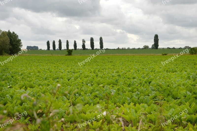 Landscape Field Nature Agriculture Summer