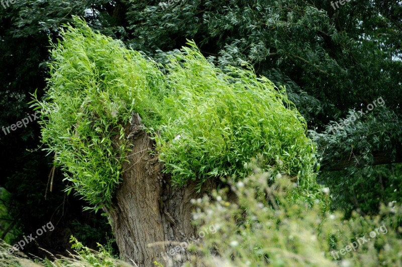 Nature Tree Willow Spring Leaves