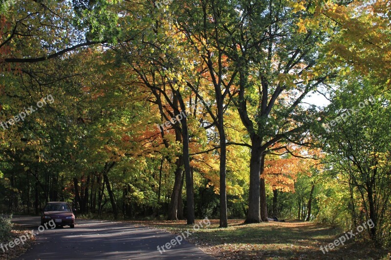 Wood Forest Landscape Scenery Nature