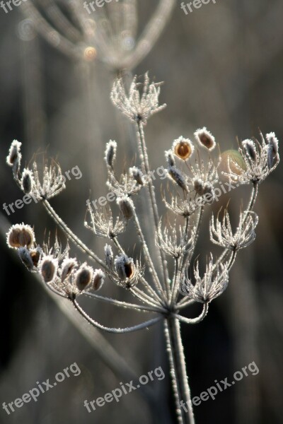 Grass Winter Nature Cold Gel