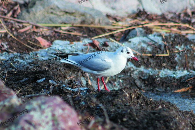 Dankasirály Water Bird Hunting Seagulls Winged Plumage