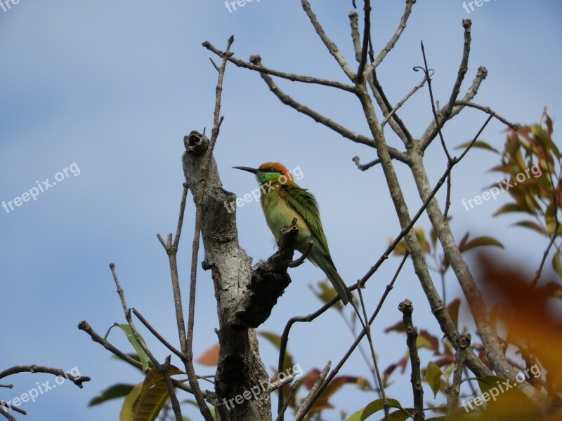 Green Bee-eater Bird Thailand Bee-eater Nature