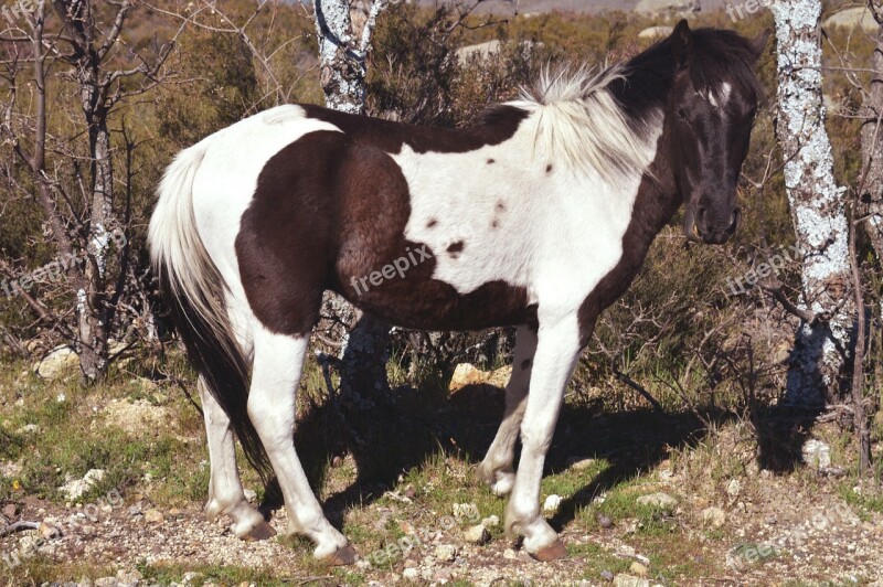 Horse Animal Animals Horses Nature