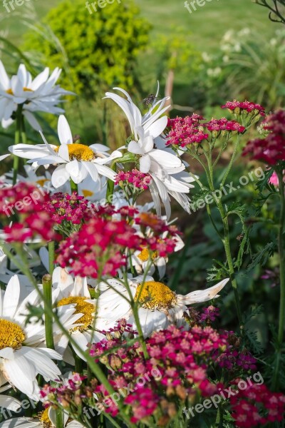 Flower Marguerite Garden Blossom Bloom