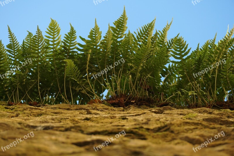 Ferns Nature Plants Wall Vegetation