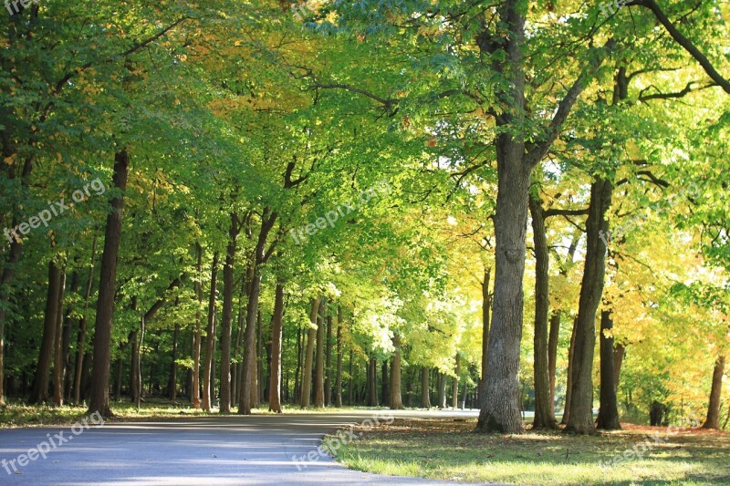 Wood Forest Landscape Scenery Nature