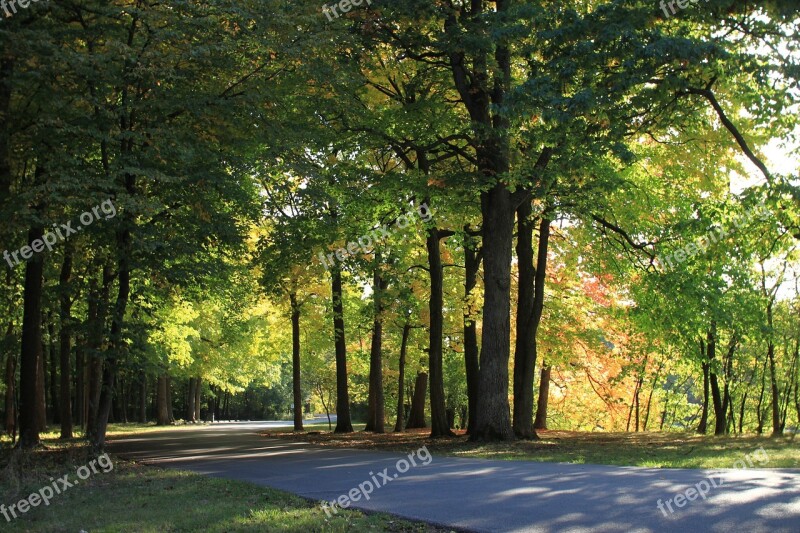 Wood Forest Landscape Scenery Nature