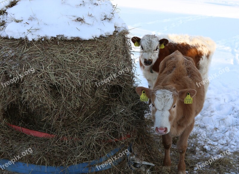 The Cow Bovine A Steer Please Livestock